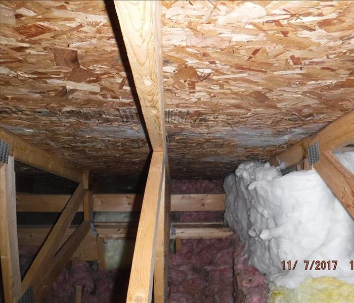mold growing in home attic